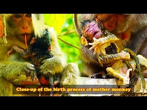 Close up of the birth process of mother monkey. Mother monkey gives birth hard 😥