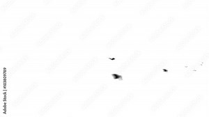 Seamless Silhouette animation butterfly insect animal flying across the screen in white isolated background in 4k ultra HD loop