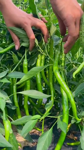 Pepper Harvest #farmlife #agriculture