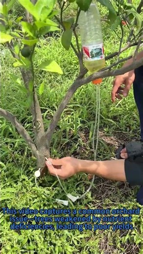 DIY Tree Nutrition IV: Simple Sick Tree Fix