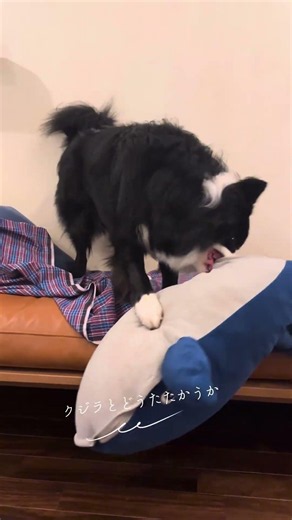 ボクより大きいクジラと戦う方法🐋🐶How I Take On a Whale Much Bigger Than Me 🐋🐶