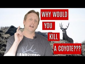 How to Control Coyote Population | Why I Don't Feel Bad About Killing Coyotes