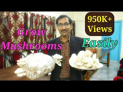 How To Grow Mushrooms Easily at home