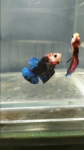 🐠✨ Black Koi Galaxy Male Betta Fish – Stunning Colors & Unique Patterns! ✨🐠