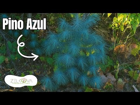 Endangered Mexican Tree - Blue Pinyon Pine