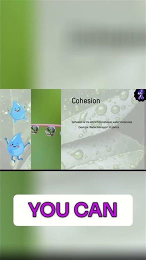 Water Properties: AP Biology Exam Prep & Study Guide