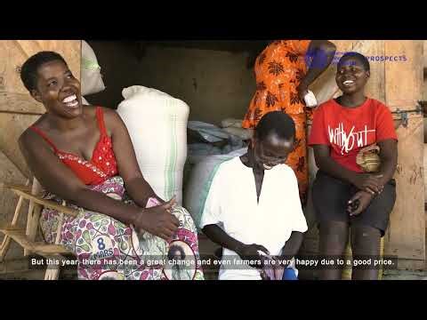 Approach to Inclusive Market Systems improves income of refugees and host communities in Uganda