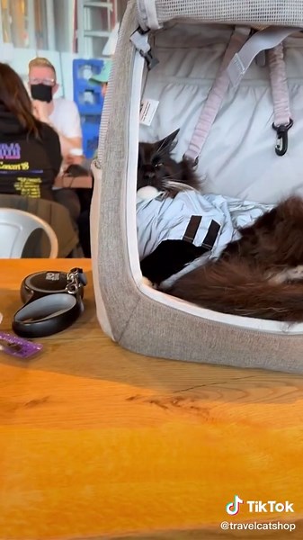 Cat backpacks aren’t just for adventuring- they’re great for napping too! 😴 #travelcat #catbackpack #yourcatbackpack #fatcatbackpack #catssleeping