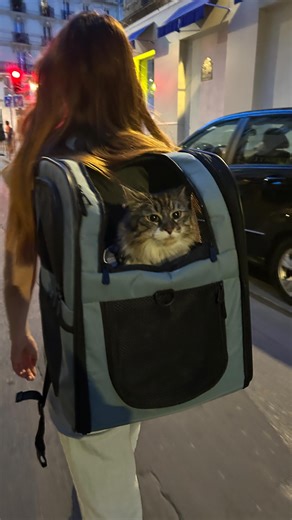 En promenade avec mon bagage émotionnel Cat lady level 10 | Alison Wheeler