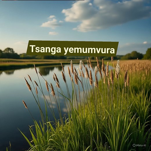 *Tsanga yemumvura* vazhinji tinoiziva tsanga idzi ASI ñhasi ndinoda uzive kuti tsanga dzinoshanda basa rakakura sei Uye tsanga idzodziye dzabatsira vanhu vakawanda sei?..... ukaenda pamasowe unoona tsanga! muchivanhu tinoshandisa tsanga! pamba unoona pakadyarwa tsanga! tsvimbo dziripo dzetsanga! midziyo yakaita sema rukukwe.....rusero...hat.... basket..... nezvimwe zvakawanda ZVOSE zvinobva pa tsanga. amwe makuva anodyarwa tsanga paside.. etc ukaenda kunowanika tsanga unofamba pakati padzo ahuwa