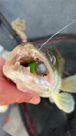 Zanders going crazy on the Nays VNM🤯 #nays #zanderfishing #viral #predatorfish #fishing
