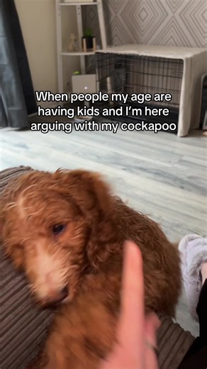 Tell me it gets better 😭😭😭 #fyp #relatable #cockapoo