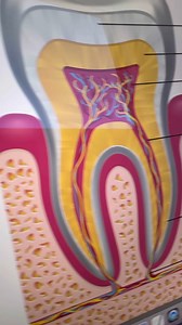 2.9K reactions · 53 shares | Stop speaking like a Dentist. Use these...