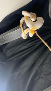 “I used to be an adventurer like you then I took an arrow in the knee” #retic #reticulatedpythonsofinstagram #reticulatedpython #piedretic #pied #python #pythons #pythonsofinstagram #snake #snakes #snakesofinstagram #snek #reptile #reptiles #reptilelover #reptilekeeper #reptilesofinstagram #instagram #tiktok #daily #pet #pets #animal #animals #cute #funny #viral #shorts #boise #idaho | Black Lake Reptiles