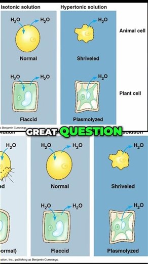 #27 Exosomes Saline vs Water Potency Answered!
