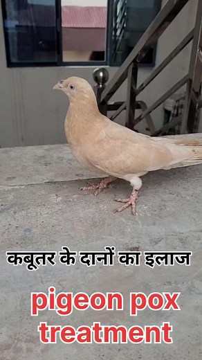 825K views · 10K reactions | Pigeon pox treatment #pigeonpox #birdspox #pigeonpose #pigeon #pigeons #pigeonlove #pigeonsofinstagram #pigeonfan #birds #pigeonlife #pigeonracing #pigeonforge #pigeonphotography #birdsofinstagram #yoga #bird #pigeonlover #kabutar #yogainspiration #racingpigeons #paloma #photography #g #vercin #yogapractice #tauben #birdphotography #instagram #pigeonshooting #dove #birdlovers #pigeonloft | Junaid Alam | Facebook