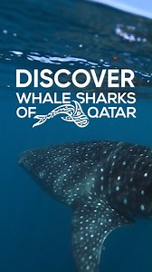 Discover the Whale Sharks of Qatar on a once-in-a-lifetime adventure! Witness one of the largest gatherings on Earth as these gentle giants breach the surface in the Arabian Gulf. Don't miss this opportunity! Next tour available on 2nd August - book now! www.discoverqatar.qa/wsoq | Discover Qatar