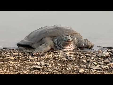 Biggest RARE Sighting Soft shell Turtle/ Soft philip turtle Having Sun Bath in Ranthambore