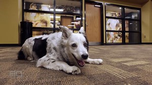 Dogs have been by our side for thousands of years, yet it’s only recently that we’ve begun to figure out just how clever they really are. In 2016, #60Mins met Chaser the border collie, who was considered to be the smartest pup in the world after learning to understand over 1,000 words. Watch the full story on 9Now: https://nine.social/sz | 60 Minutes Australia
