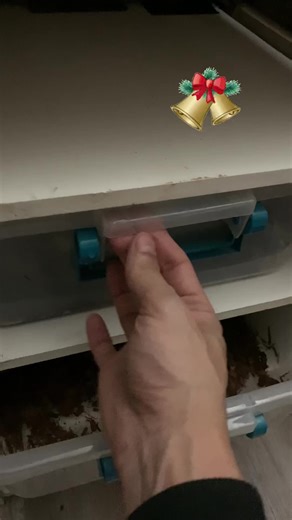 Happy Holidays Everyone!! 0.1 Lavender Albino This female here was a rescue I took on a few years ago!! As you can see she is doing well!! Fresh shed, fresh paint!! As referenced in the previous post you can see the Lavender hues showing quite well here as an adult compared to the juvenile. #ball #python #lavender #nature #holidays