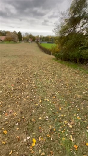 Tree Rangers Trimming Hedges & Shrubs , clearing ditch !! | Tree Rangers | Facebook
