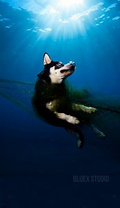 13K views · 146 reactions | Diver Risks His Life to Save Dog Caught in Shark Net ! This video was produced by Network Media and Blue-X Studio | The Imaginary Art Exhibit | Facebook