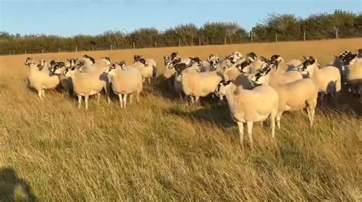 5.9K views · 14 reactions | For sale privately 150 English mules for sale. Will sell in batches. In hep P system. Contact Murray Rainie 07595 413340 | United Auctions - Livestock Auctioneers | Facebook