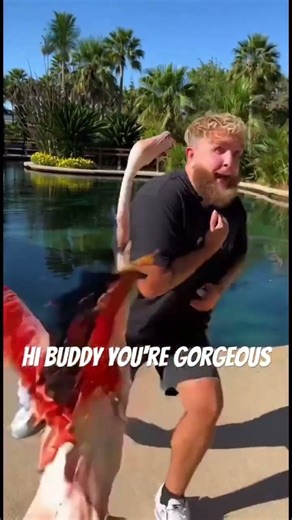 Jake vs flamingo 🦩 #ai #jakepaul #comedy