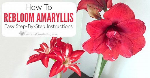 How To Rebloom Your Amaryllis in 4 Easy Steps! - Get Busy Gardening