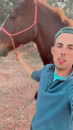 El hombre que susurraba a los caballos: humor y conexión