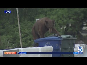 Bear grabs a bite to eat behind KTLA reporter | Wild Animals SoCal