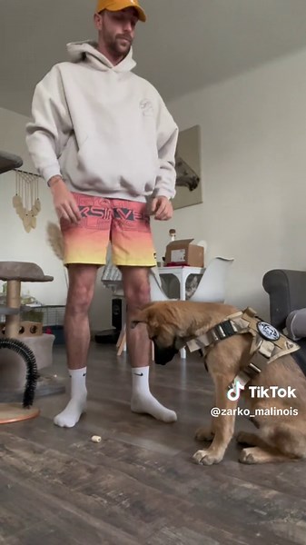 Quelle satisfaction 💪❤️ #malinois #bergerallemand #fypシ #PourToi #Dog #education #malinoisdog #malinoisoftiktok #malinois