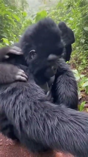 Will the Gorillas Accept Him? 🦍 A Gorilla Costume in the Jungle #shorts