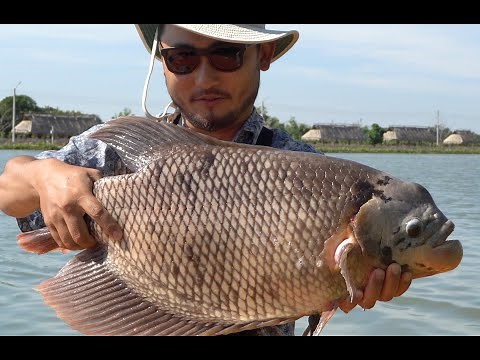 CATCHING UNIQUE THAI FISH | Catch and Cook Thai Style Tilapia