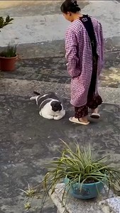 cat touch | dreamrecorder