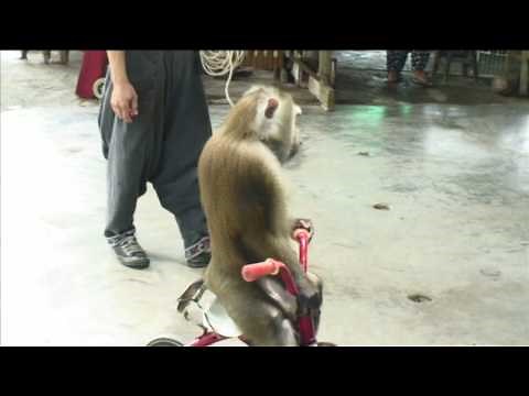 Chained Up: Monkeys are Forced to Entertain Tourists (Thailand)