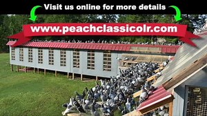 THE 2019 PEACH CLASSIC ONE LOFT RACE. Al Gibbons runs one of the best One Loft Races in the U.S.A. Visit: www.peachclassicolr.com | Pigeonacademy