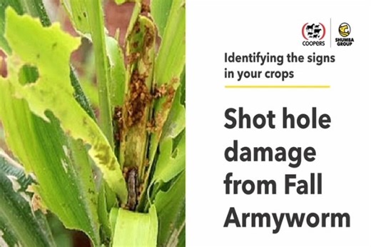 104 reactions · 4 comments | In this video Agronomist Vanessa Mandere talks about how to identify Fall Armyworm and Maize Stalk Borer. These are two of the most threatening pests to maize crops in Zimbabwe, so it is important to be able to identify them. #farmersmarketsareessential #FallArmywormControl #fallarmyworm #ZimFarming #FarmersFirst #farmersmarket #farmingzimbabwe #farmerlife | Shumba Group and Coopers | Facebook