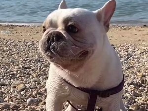 这是二狗子来咱家的第一个“六一”，我给巴顿和33它们也定制了一个礼物，你们猜是啥？@抖音小助手