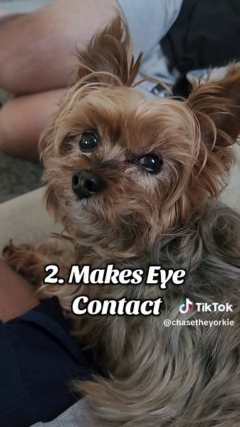 Signs Your Dog Is Happy: How to Tell & Understand Dog Body Language