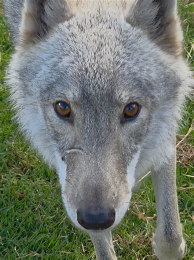 The Untamed Spirit of Wolves at Tsitsikamma Sanctuary