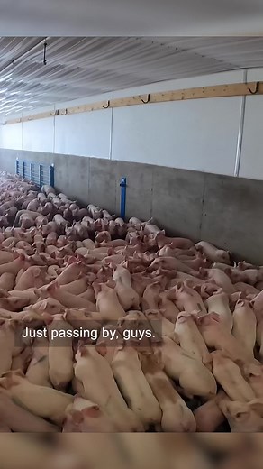 Pig Farming: Counting Piglets and Farming Practices