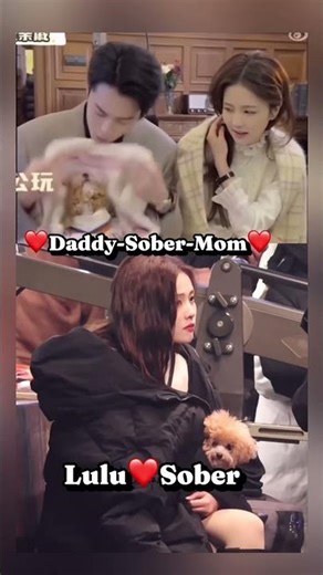 They Are Both Pet Lovers #白鹿 #bailu #王鹤棣 #dylanwang #wanghedi #viralvideo #shorts #shortvideo #love