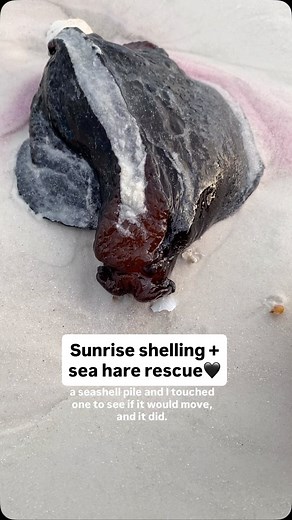 Unexpected shell pile sea hares. Hopefully they survived! #swfl #shelling #floridaseashells #seahare #beachfinds #sarasotacounty #beachlife | Let's Go Shelling