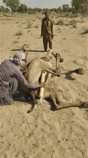🐪😲 حركة غريبة من مزارع بدوي لإنقاذ جمله الممدّد في الصحراء! 🏜️❤️