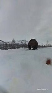 7K views · 114 reactions | Wolverine at Polar park! #animal #wolverine #polarpark #norway #visitnorway #visittromso #visitnarvik #animals | POLAR PARK Arctic Wildlife Centre | Facebook