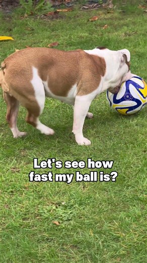 Athletic bulldog Tia has a new ball 😎 #englishbulldog #bulldog #dog