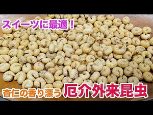 Perfect for sweets! Turn invasive insects into "insect bread" with the scent of almonds!