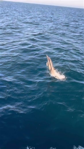 1.9K views · 317 reactions | Our weekly Summer of Go Sweepstakes...