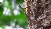 Draco volans . The female common flying dragon digs a hole in the...